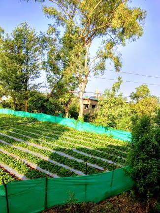 Strawberry Homes Hotel 3*