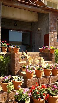Hotel Cloud Mahabaleshwar