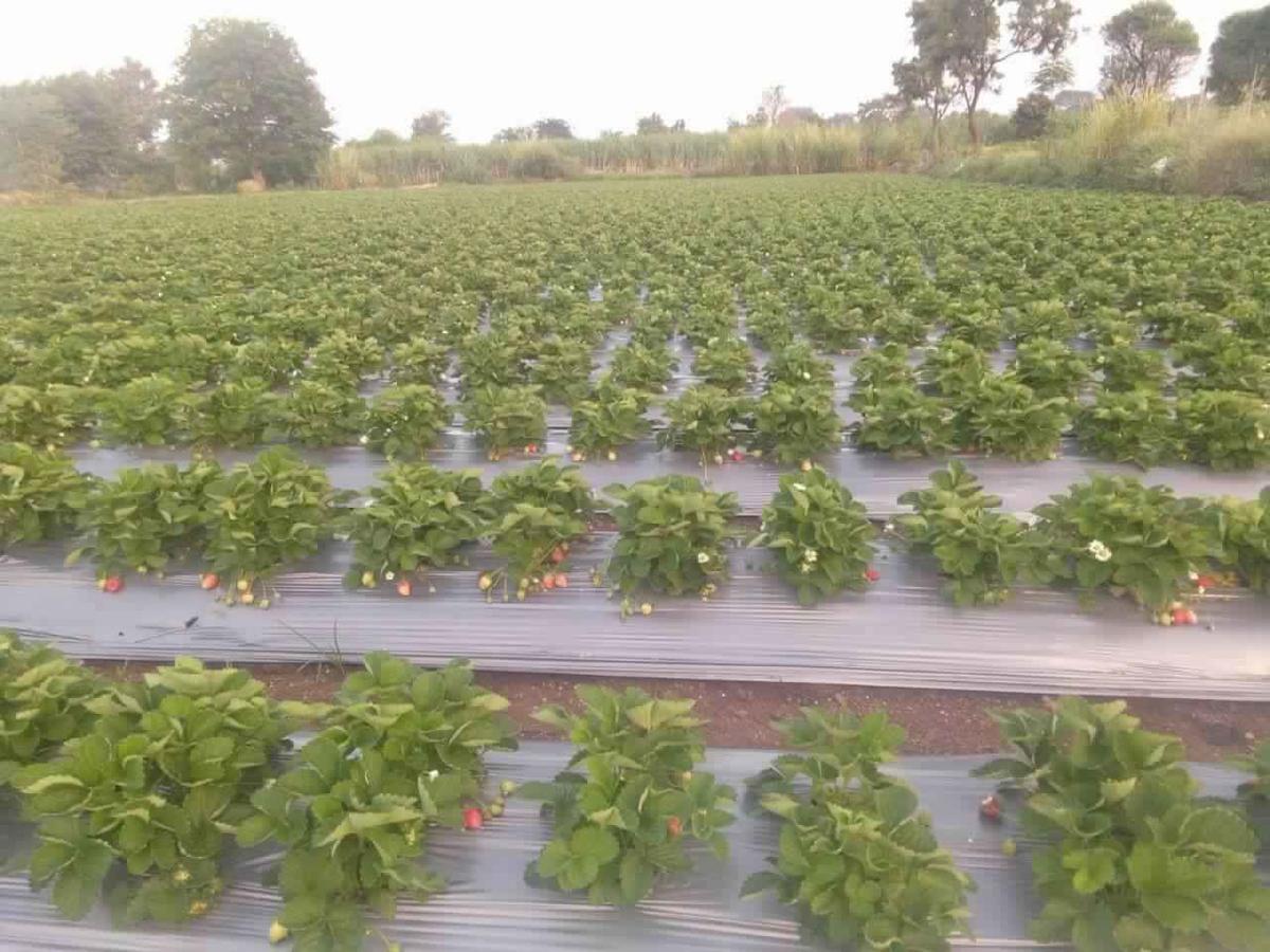 Jungle Valley Agriculture 3*
