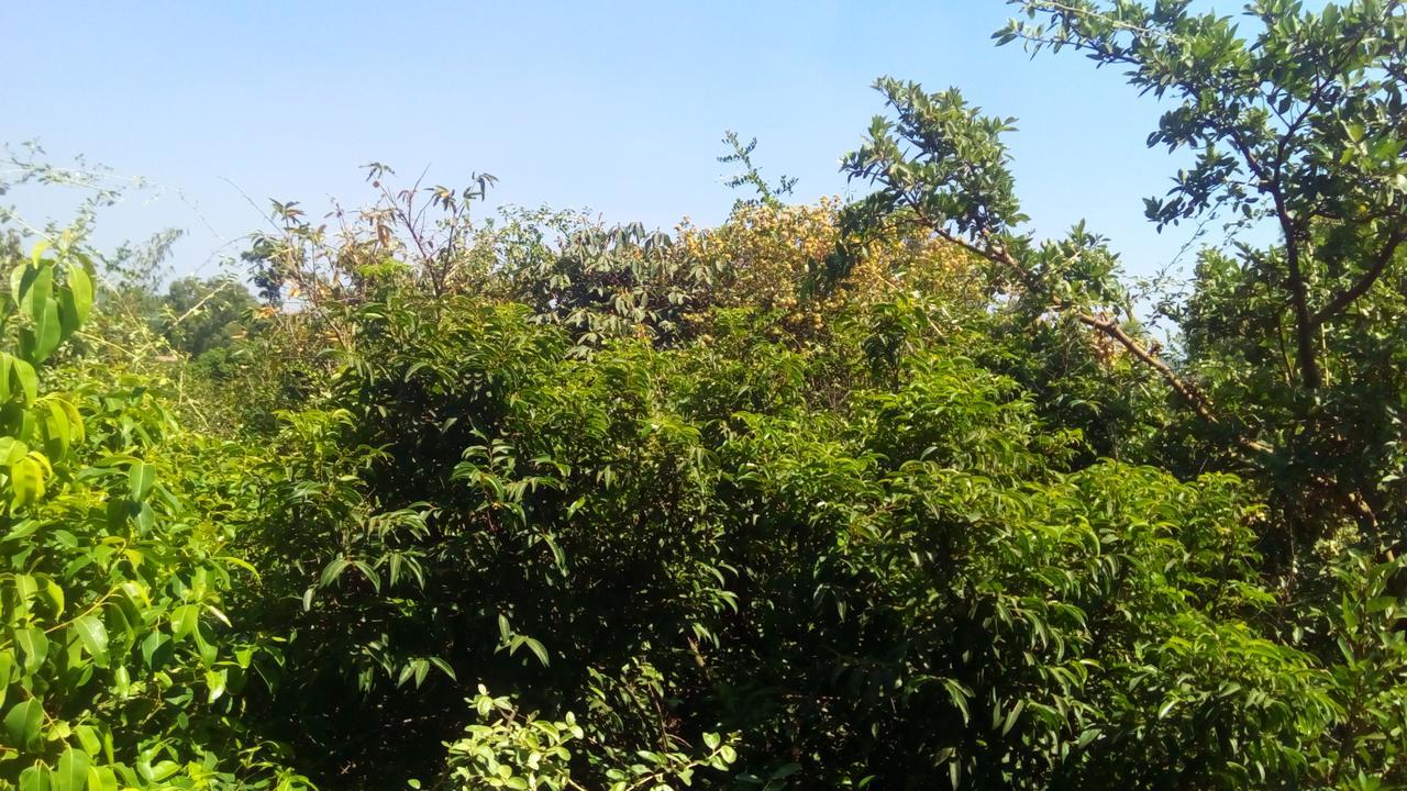 Tree Mahabaleshwar