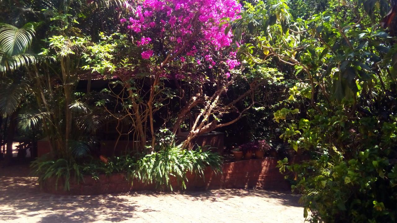 Tree 2* Mahabaleshwar