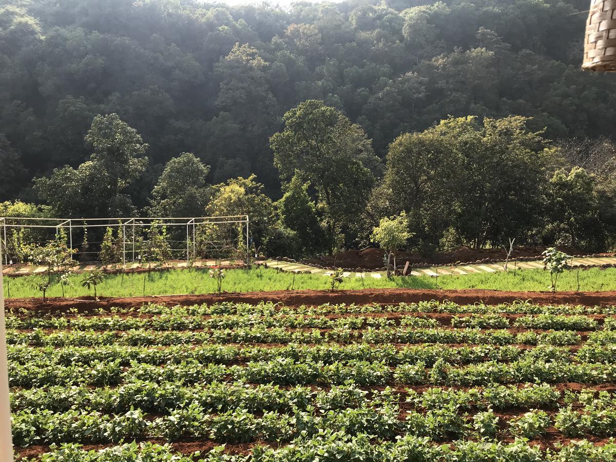 Holiday park Jungle Valley Agriculture