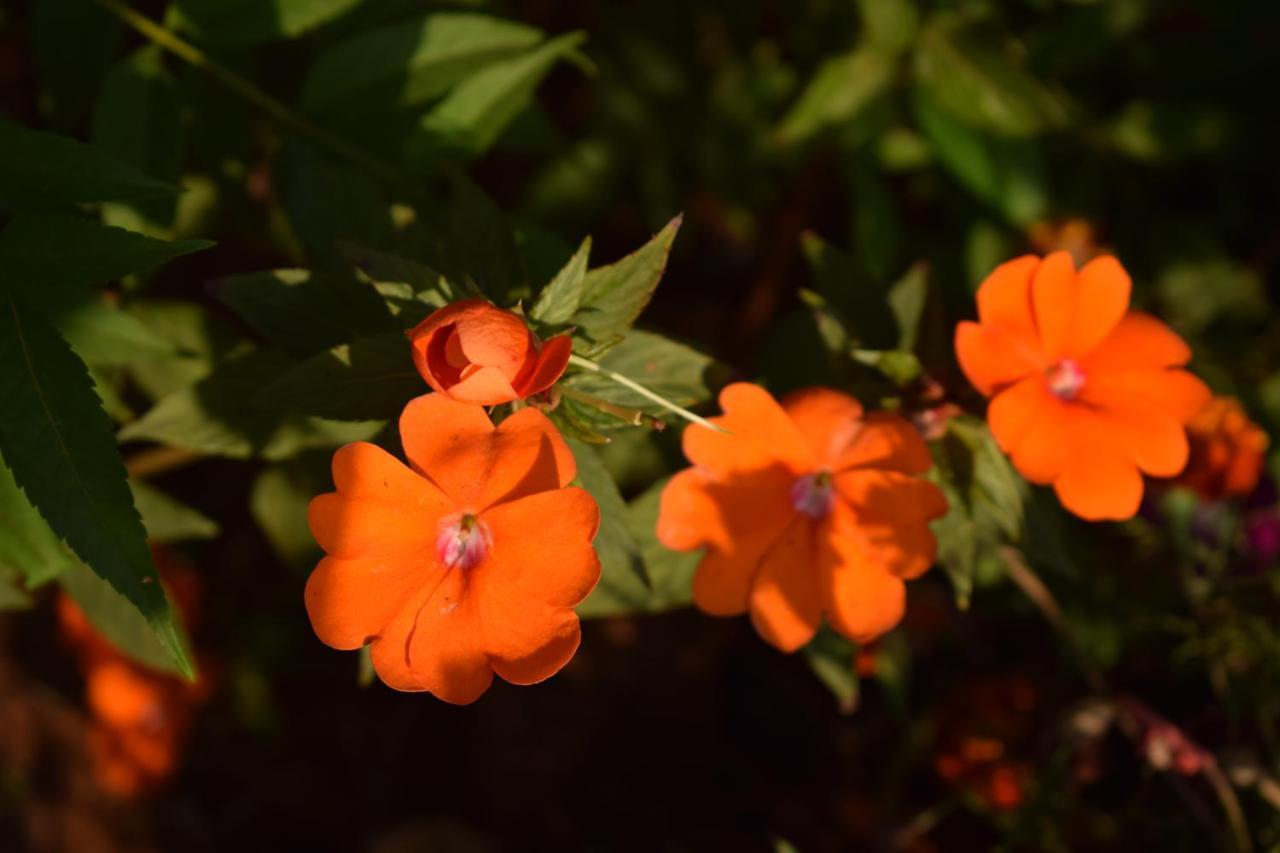 Holiday park Jungle Valley Agriculture Mahabaleshwar