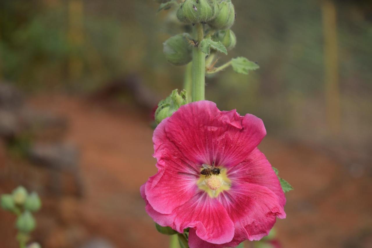 Holiday park Jungle Valley Agriculture Mahabaleshwar