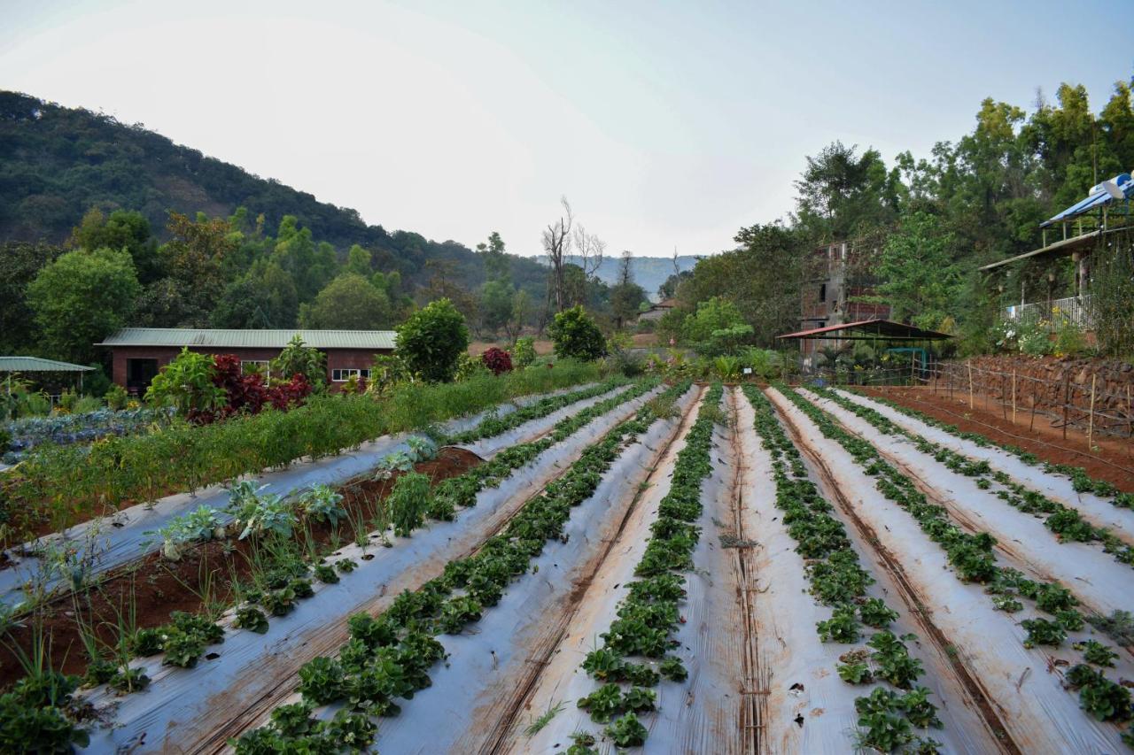 Holiday park Jungle Valley Agriculture Mahabaleshwar